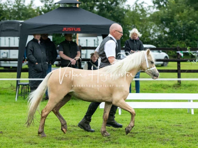 IG Welsh Regionalschau Sekt. A 11