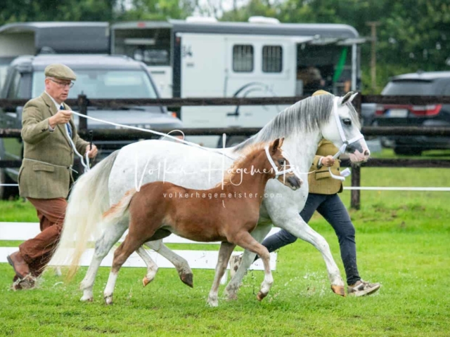 IG Welsh Regionalschau Sekt. A 13