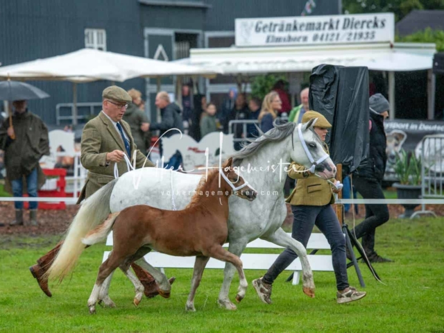 IG Welsh Regionalschau Sekt. A 14