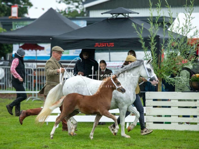 IG Welsh Regionalschau Sekt. A 15