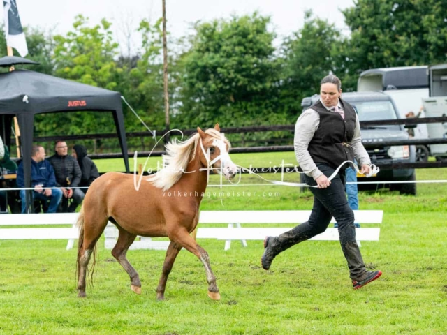 IG Welsh Regionalschau Sekt. A 16