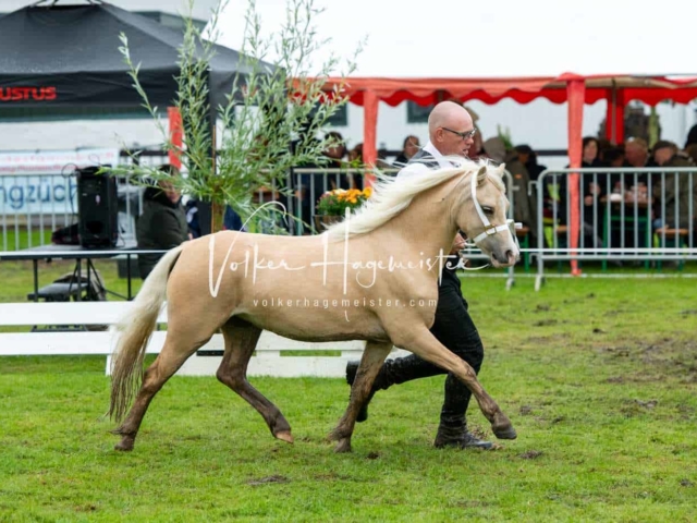 IG Welsh Regionalschau Sekt. A 18