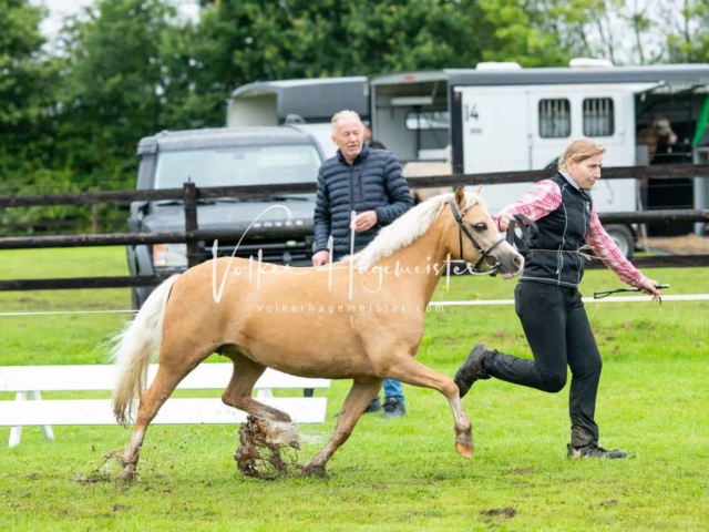 IG Welsh Regionalschau Sekt. A 20