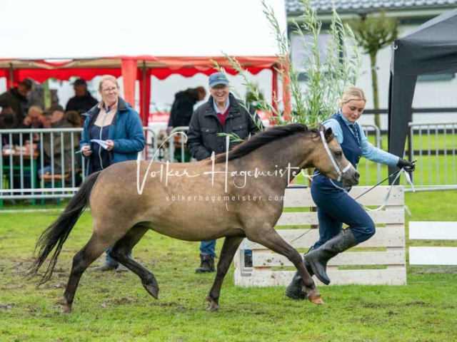 IG Welsh Regionalschau Sekt. A 21