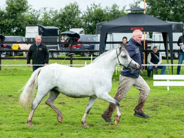IG Welsh Regionalschau Sekt. A 23