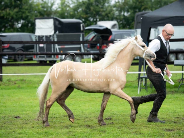 IG Welsh Regionalschau Sekt. A 24