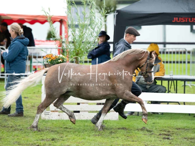 IG Welsh Regionalschau Sekt. A 28