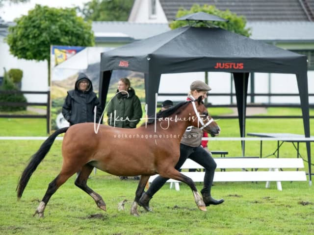 IG Welsh Regionalschau Sekt. A 1