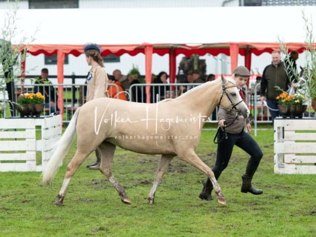 IG Welsh Regionalschau Sekt. A 3