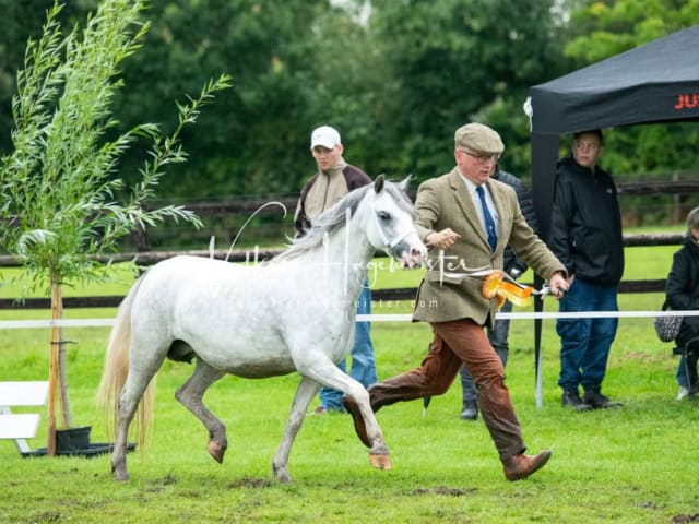 IG Welsh Regionalschau Sekt. A 4