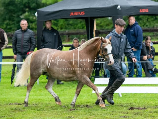 IG Welsh Regionalschau Sekt. A 6