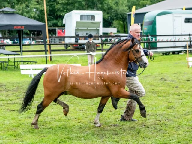 IG Welsh Regionalschau Sekt. A 7