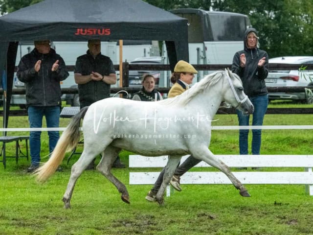 IG Welsh Regionalschau Sekt. A 9