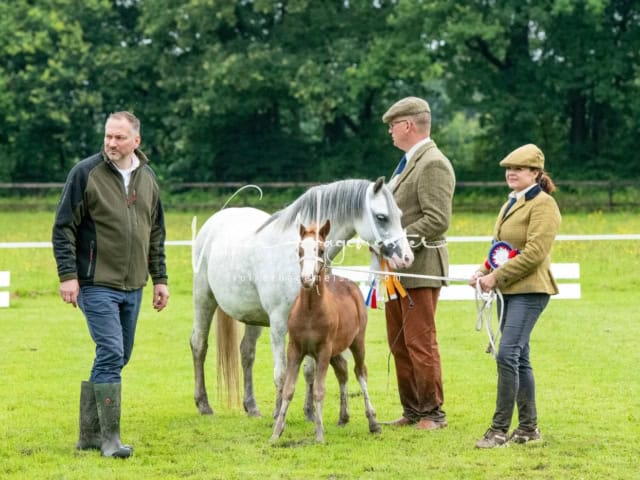 IG Welsh Regionalschau Sekt. A 10