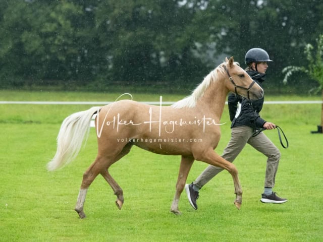 IG Welsh Regionalschau Sekt. B 8