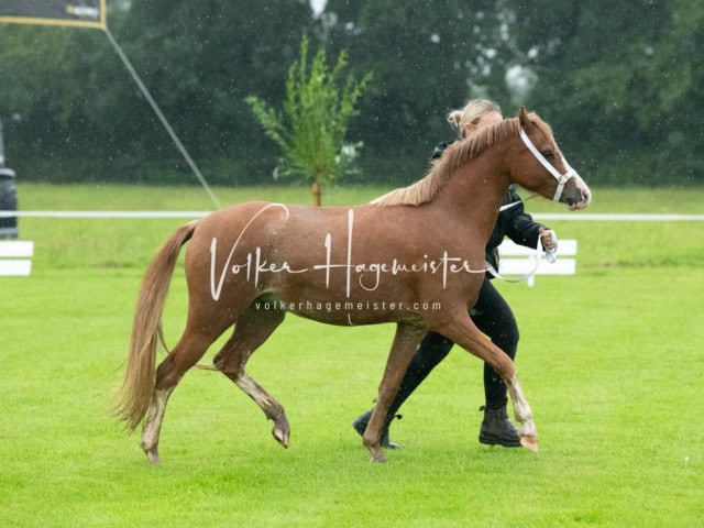 IG Welsh Regionalschau Sekt. B 9