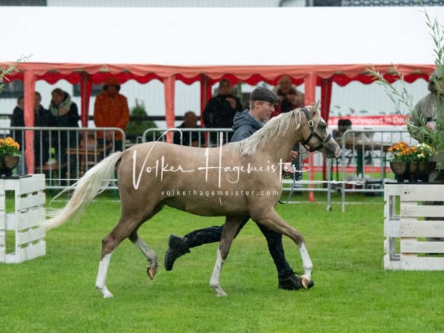 IG Welsh Regionalschau Sekt. B 10