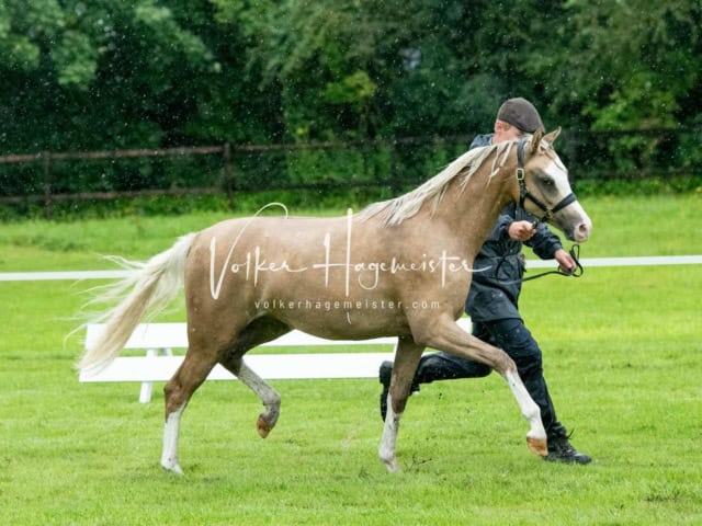 IG Welsh Regionalschau Sekt. B 11