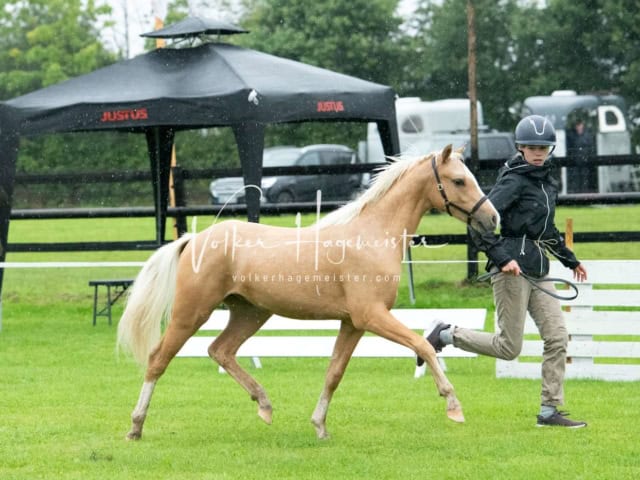 IG Welsh Regionalschau Sekt. B 12