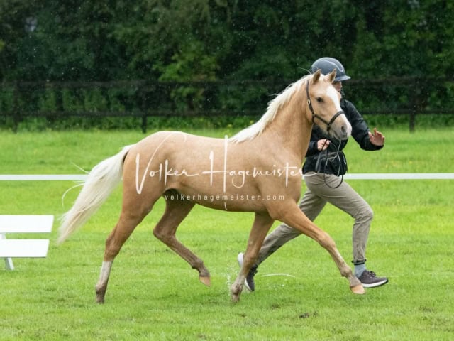 IG Welsh Regionalschau Sekt. B 13