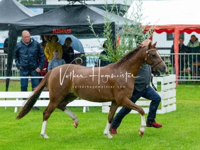 IG Welsh Regionalschau Sekt. B 15