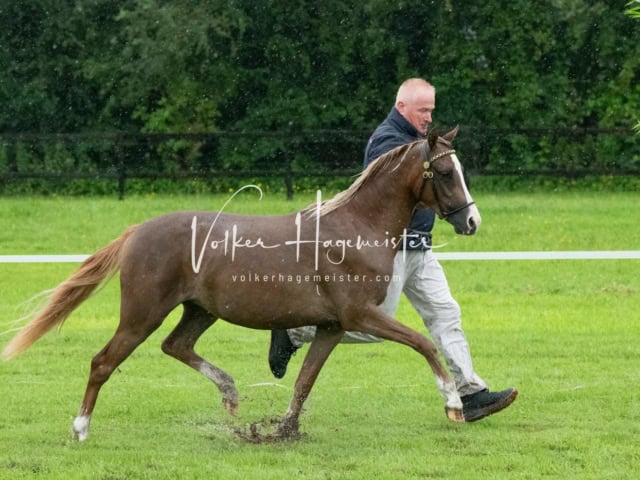 IG Welsh Regionalschau Sekt. B 16