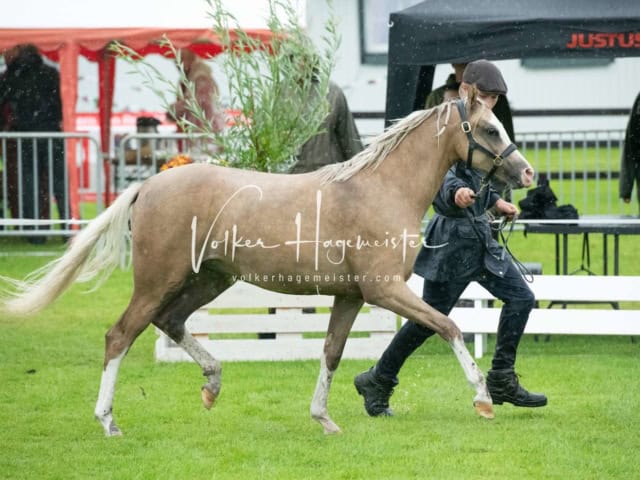 IG Welsh Regionalschau Sekt. B 17