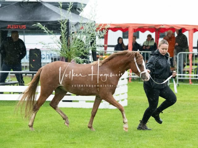 IG Welsh Regionalschau Sekt. B 18