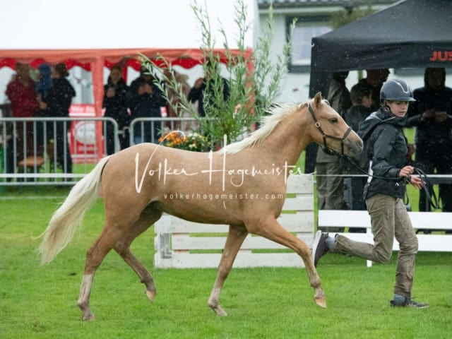 IG Welsh Regionalschau Sekt. B 19