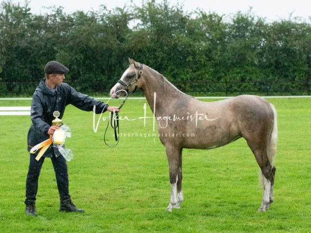 IG Welsh Regionalschau Sekt. B 20