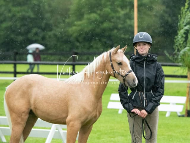 IG Welsh Regionalschau Sekt. B 21