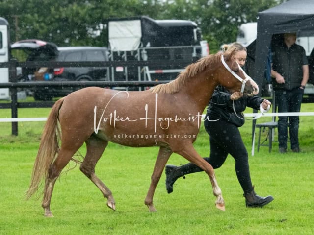 IG Welsh Regionalschau Sekt. B 22