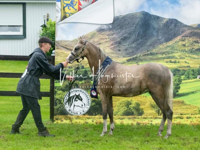 IG Welsh Regionalschau Sekt. B 23