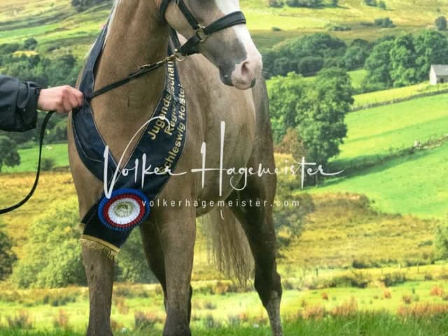 IG Welsh Regionalschau Sekt. B 24