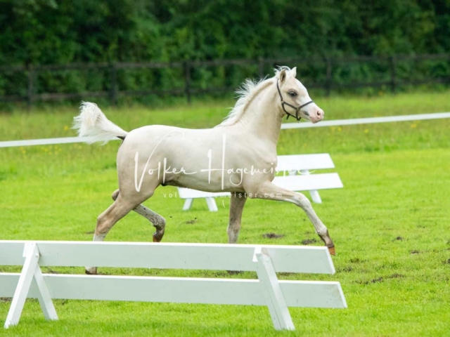 IG Welsh Regionalschau Sekt. B 25
