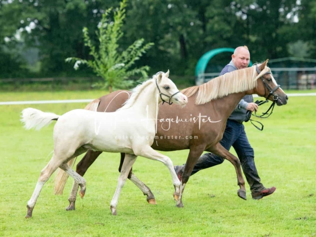 IG Welsh Regionalschau Sekt. B 27
