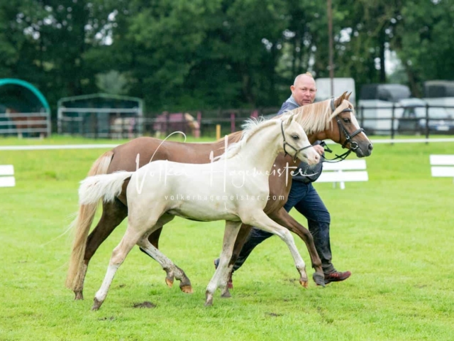 IG Welsh Regionalschau Sekt. B 28