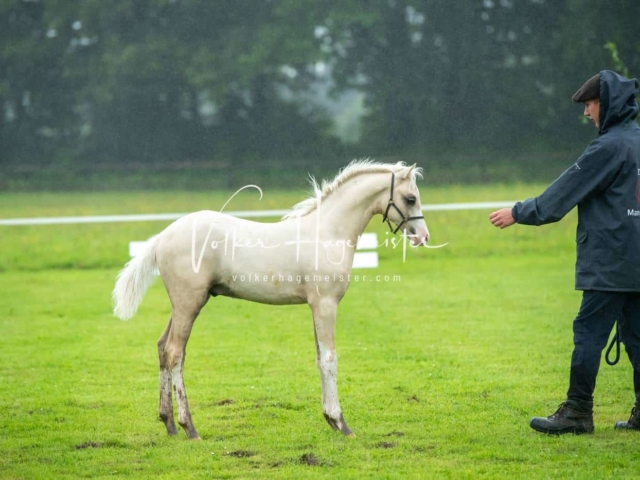 IG Welsh Regionalschau Sekt. B 29