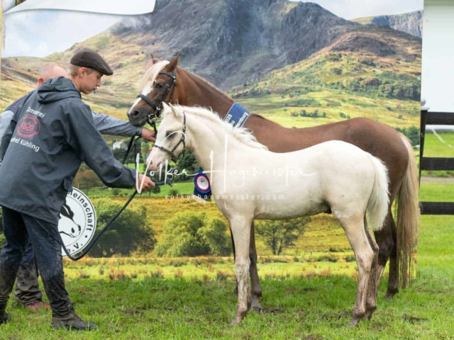 IG Welsh Regionalschau Sekt. B 30