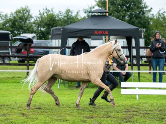 IG Welsh Regionalschau Sekt. B 3