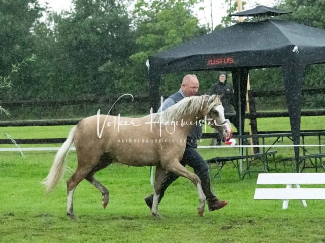 IG Welsh Regionalschau Sekt. B 4