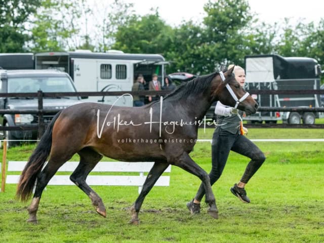 IG Welsh Regionalschau Sekt. B 5