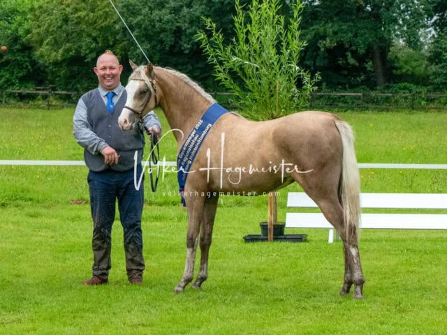 IG Welsh Regionalschau Sekt. B 6