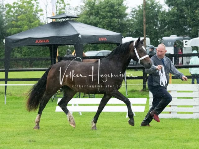 IG Welsh Regionalschau Sekt. C 2