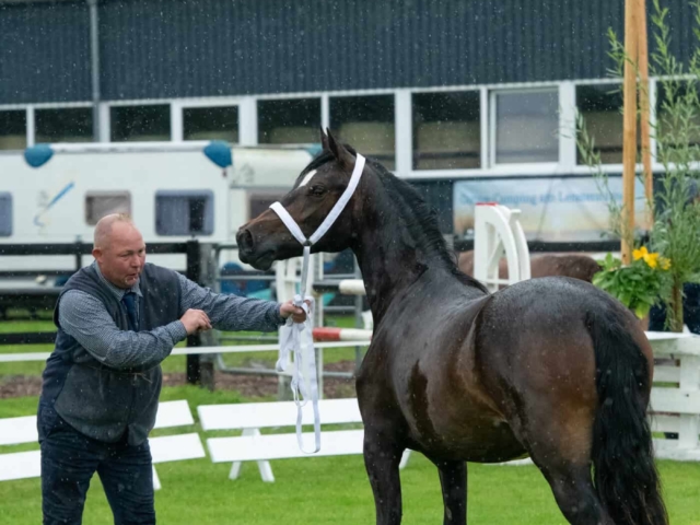 IG Welsh Regionalschau Sekt. D 12