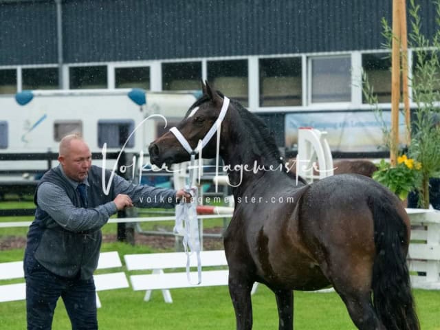 IG Welsh Regionalschau Sekt. C 3