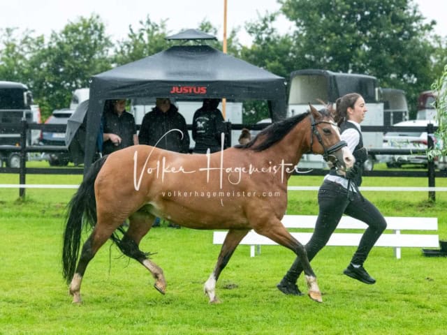 IG Welsh Regionalschau Sekt. C 4