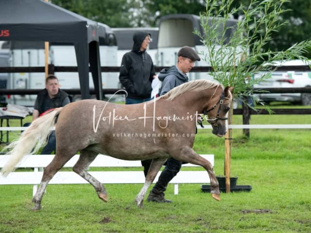 IG Welsh Regionalschau Sekt. C 5