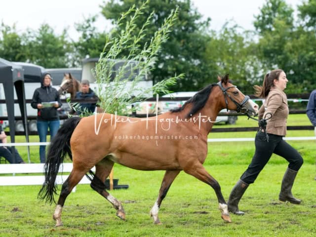 IG Welsh Regionalschau Sekt. C 6