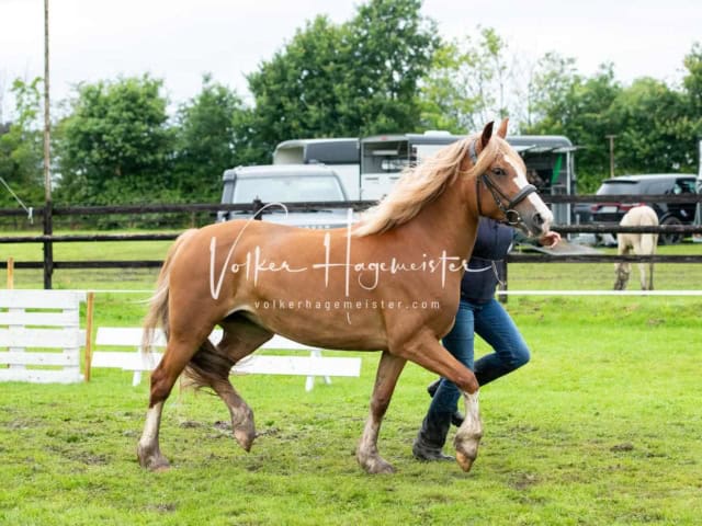 IG Welsh Regionalschau Sekt. C 7